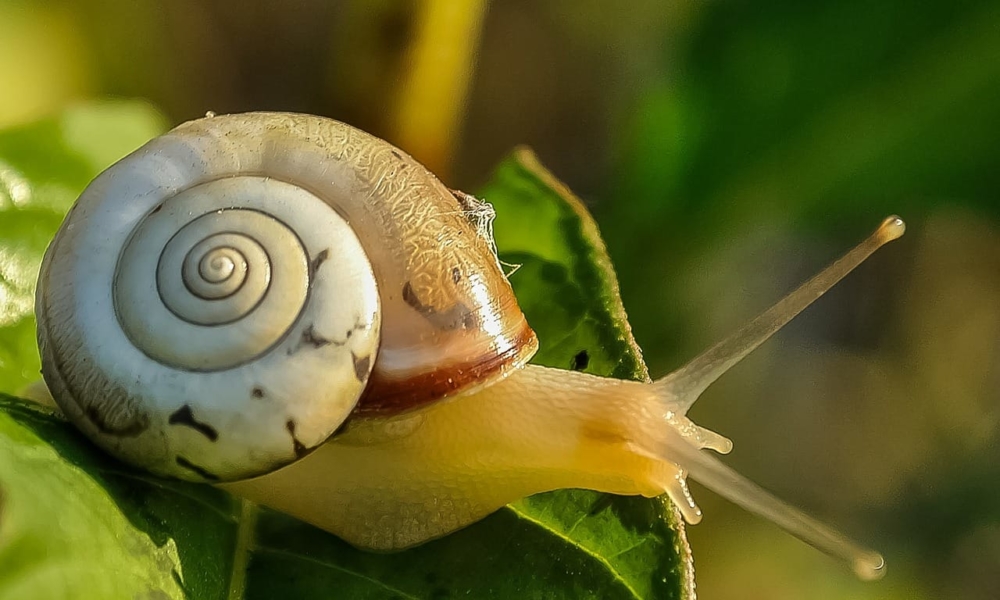 snail 405384 1280 1 1000×600 snail 405384 1280 1 1000x600